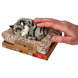 Mini sivé mramorované mačiatko