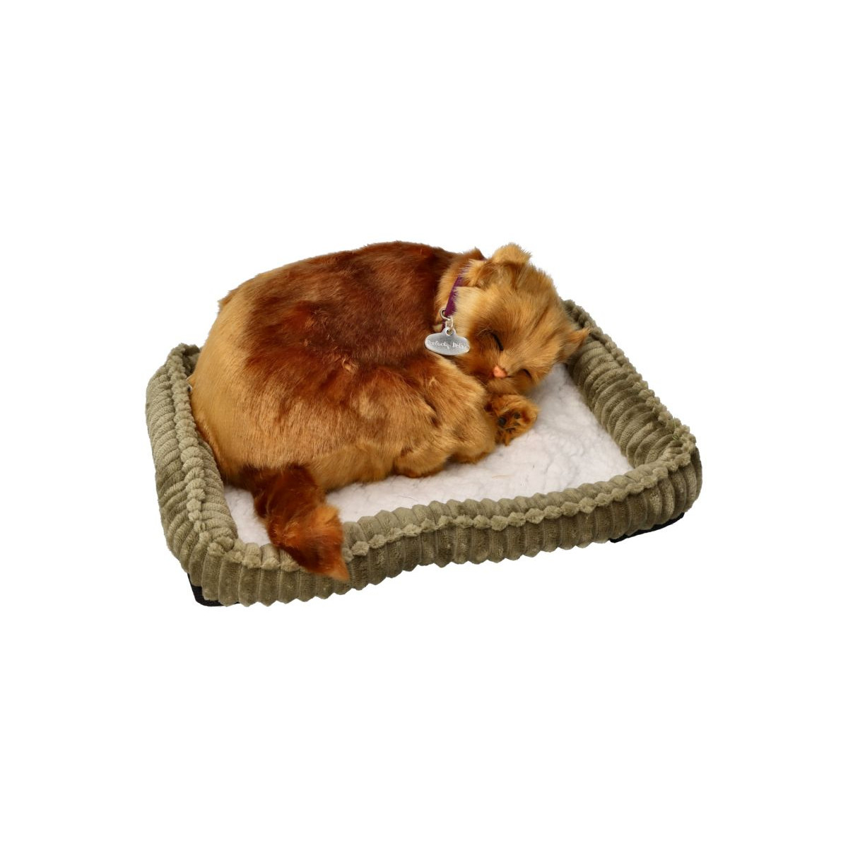 Dýchajúca Angorská mačka