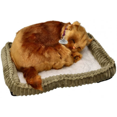 Dýchajúca Angorská mačka