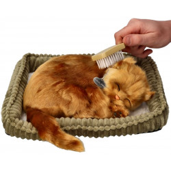 Dýchajúca Angorská mačka