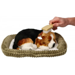 Dýchajúci psík - bígl