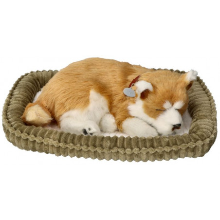 Dýchajúci psík - shiba