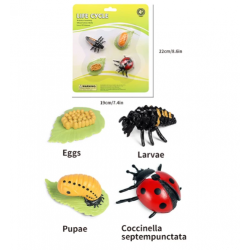 Životný cyklus - lienka