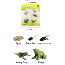 Životný cyklus - žaba