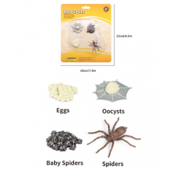 Životný cyklus - pavúk