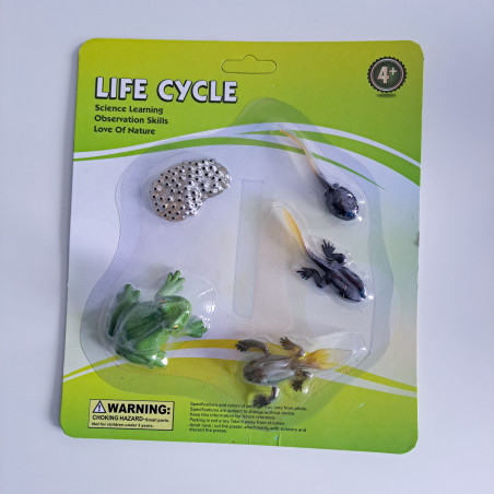 Životný cyklus - žaba