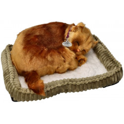 Dýchajúca Angorská mačka